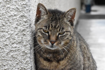 Cat with half-open eyes
