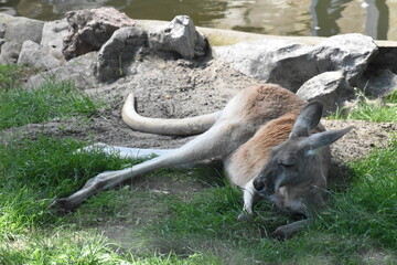 Kangaroo trying to sleep in the grass