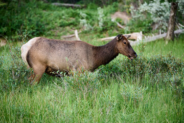 Fototapeta premium Elk (Red deer) (Wapiti), (Cervus elaphus), Higashikawa Friendship Trail, Canmore, Alberta, Canada.