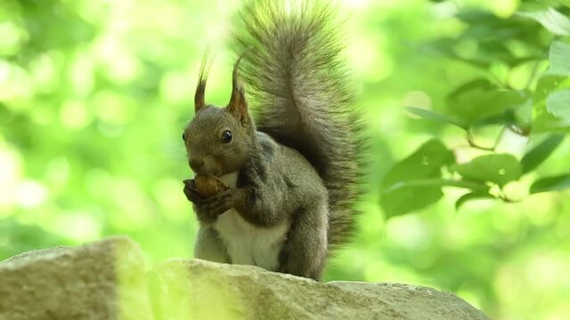 オニグルミを食べるエゾリス