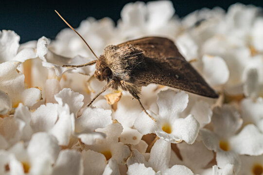 Clothes moth