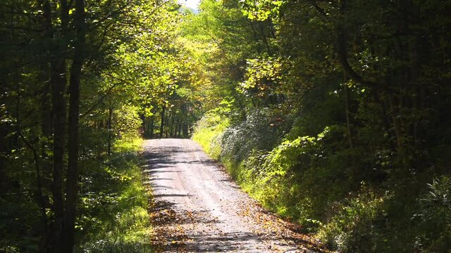 Dirt road on hill to Switzer lake in Hinton, Virginia at sunny fall autumn in George Washington National Forest
