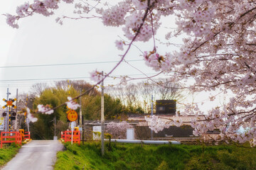 桜の花と踏切が見える田舎の風景