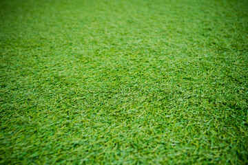 grass field background, green nature
