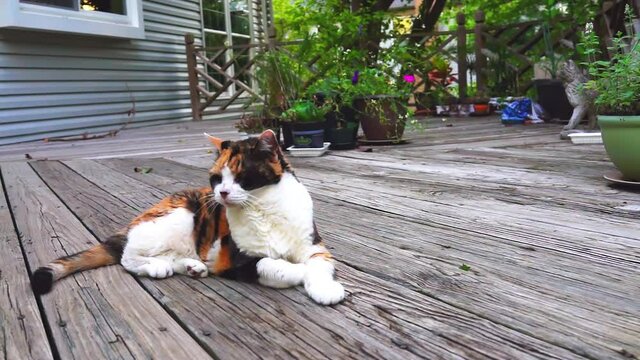 Old sad sick senior calico cat lying down on wooden deck terrace patio in outdoor garden of house on floor smelling sniffing fresh air