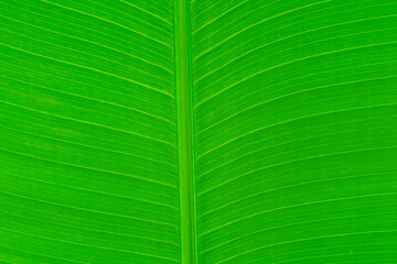 green leaves wall background, leaf wall nature background
