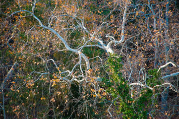 Forest of Leaves