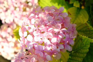 pink blossom hydrangea