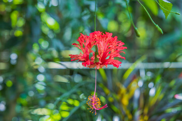 Close up view of Stenochlaena tenuifolia tropical flower. Sweden.