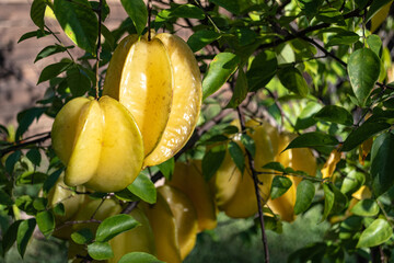 Fresh star fruit growing on the tree branch, ripe and ready to pick, closeup with light and sun showing through, horizontal orientation