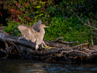 Juvenile Black-crowned Night Heron landing on log along river bank with green water