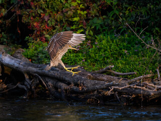 Juvenile Black-crowned Night Heron landing on log along river bank with green water
