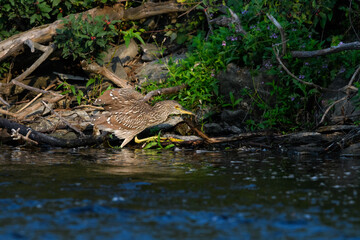 Fototapeta na wymiar Juvenile Black-crowned Night walking on the river shore with green water