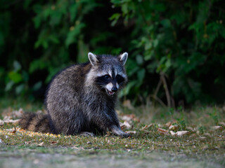 Young raccoon kit sitting on grass, closeup portrait in summer