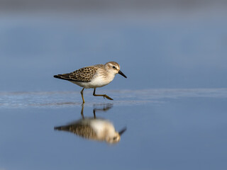 Semipalmated Sandpiper with reflection walking on the river shore with blue water