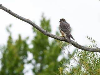 Peregrine Falcon sitting on dead tree branch