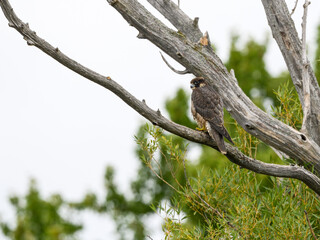 Peregrine Falcon sitting on dead tree branch against green tree background