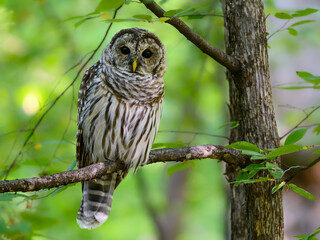 Barred Owl with open eyes sitting on tree branch in summer