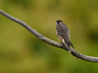 Peregrine Falcon sitting on tree branch against yellow green background, portrait