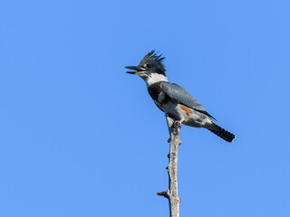 Belted Kingfisher sitting on top of dead tree in fall on blue sky