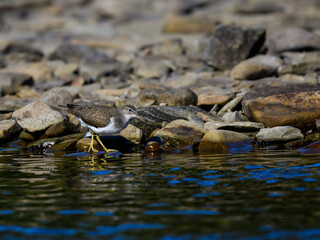 Spotted Sandpiper foraging at the stony river bank in fall
