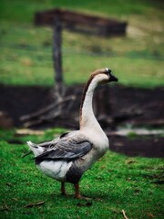 goose on the grass