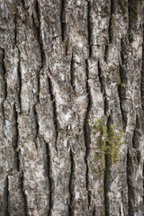 Obraz premium クスノキの樹皮 