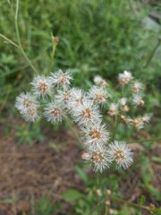 close up little ironweed flower in garden