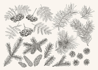 Botanical set with conifers and rowan. Christmas collection with mountain ash, pine and fir branches and cones. Black and White colors.
