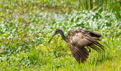 Brown Limpkin snail hunting in Viera wetland wildlife sanctuary in Viera Florida.
