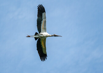 Wood Stork flying over rookery at Harris Neck wildlife sanctuary in Georgia.