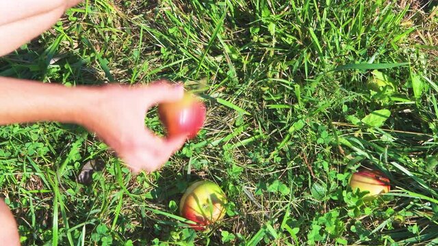 Apple orchard trees and man farmer, gardener picking red delicious or macintosh fruit in garden in autumn fall farm countryside in Virginia