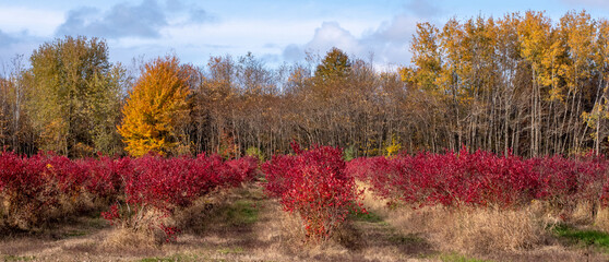 Fall panorama in a  Michigan USA blueberry farm