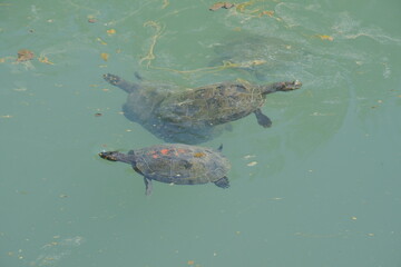 turtle in the river