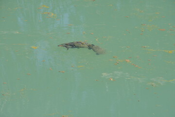 turtle in the river