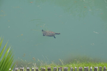 turtle in the river