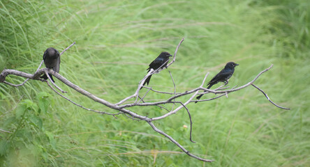 birds on branches. black sparrows on branches
