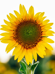 A FIELD OF SUNFLOWERS AT SUNSET, BEAUTIFUL COUNTRYSIDE IN THE MIDDLE OF NATURE