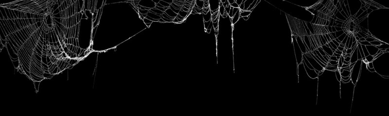 Real creepy spider webs hanging on black banner - 455014092