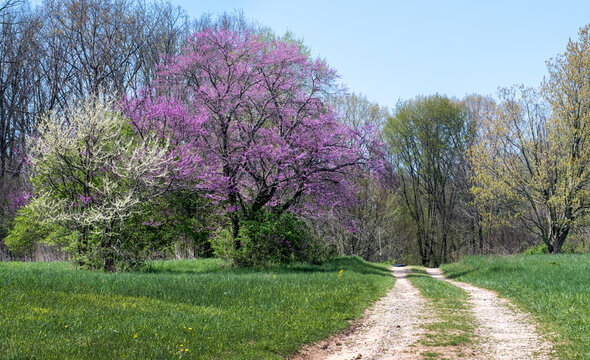 Dirt road through a springtime woods