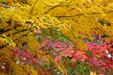Fall branches with red and yellow leaves