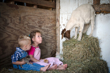 children surprised by a friendly farm goat, who photo bombs the photo shoot