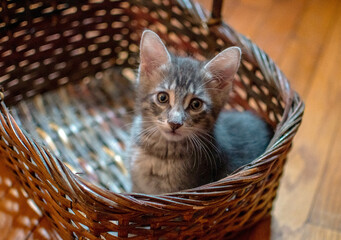Kitten in a basket