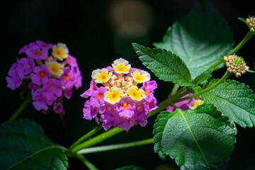 Lantana or Verbena flowers, healing and medicinal plants. flowers in the garden.
