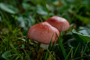 Macro image of red top mushrooms growing organically in the grass outdoors.