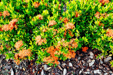red Pentas lanceolata flower boom