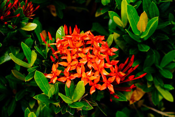 red Pentas lanceolata flower boom