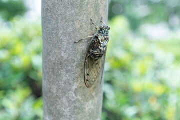 Cicada on tree