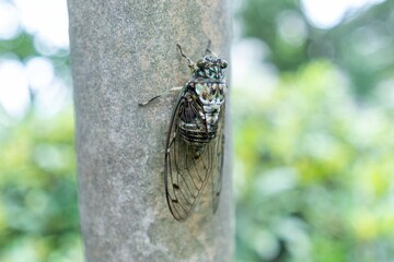 Cicada on tree