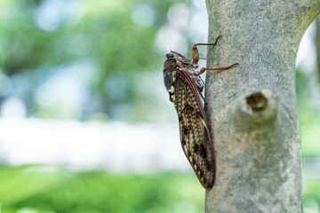 Cicada